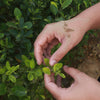 5 Gardening Tips you should know before you start planting!