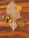 Seeds vs Seed balls